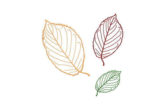 Beech Tree Leaves: A Designer’s Review for Real Projects